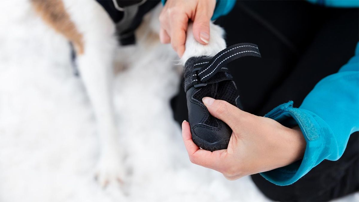 patitas perros nieve 4