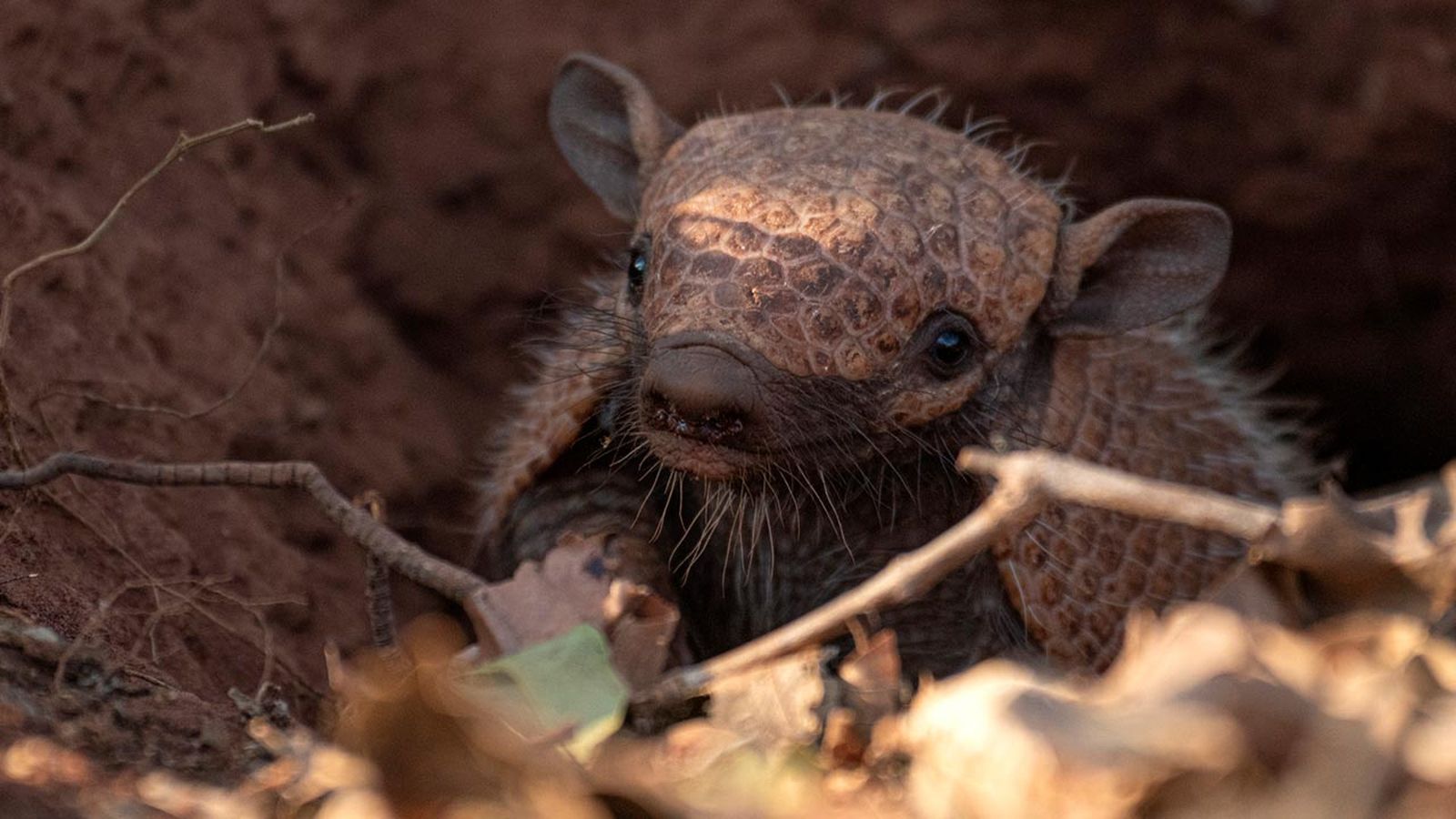 armadillo 4