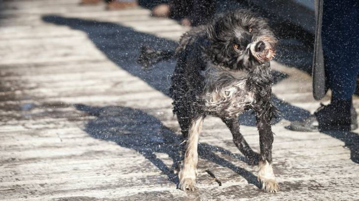 perro de agua portugues caracteristicas fisicas