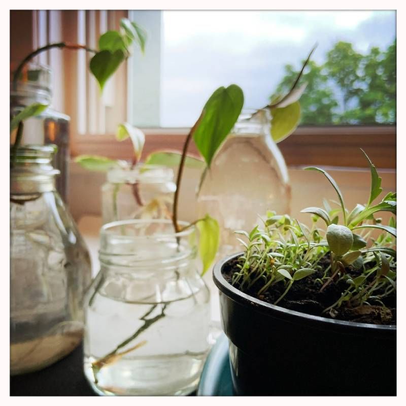 La mayoría de las plantas desarrollarán sistemas de raíces en unas pocas semanas.