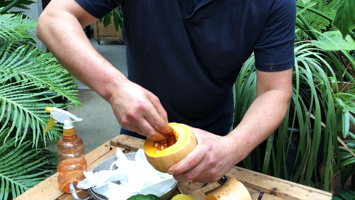 germinar semillas calabaza con papel higienico