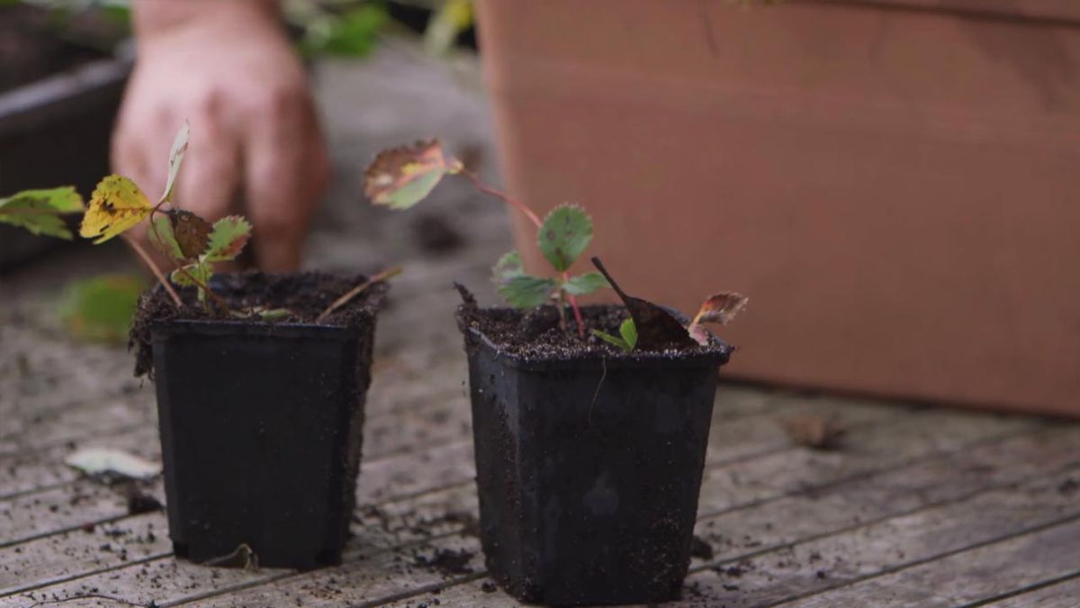 brico jardin 1021 reproducir fresales