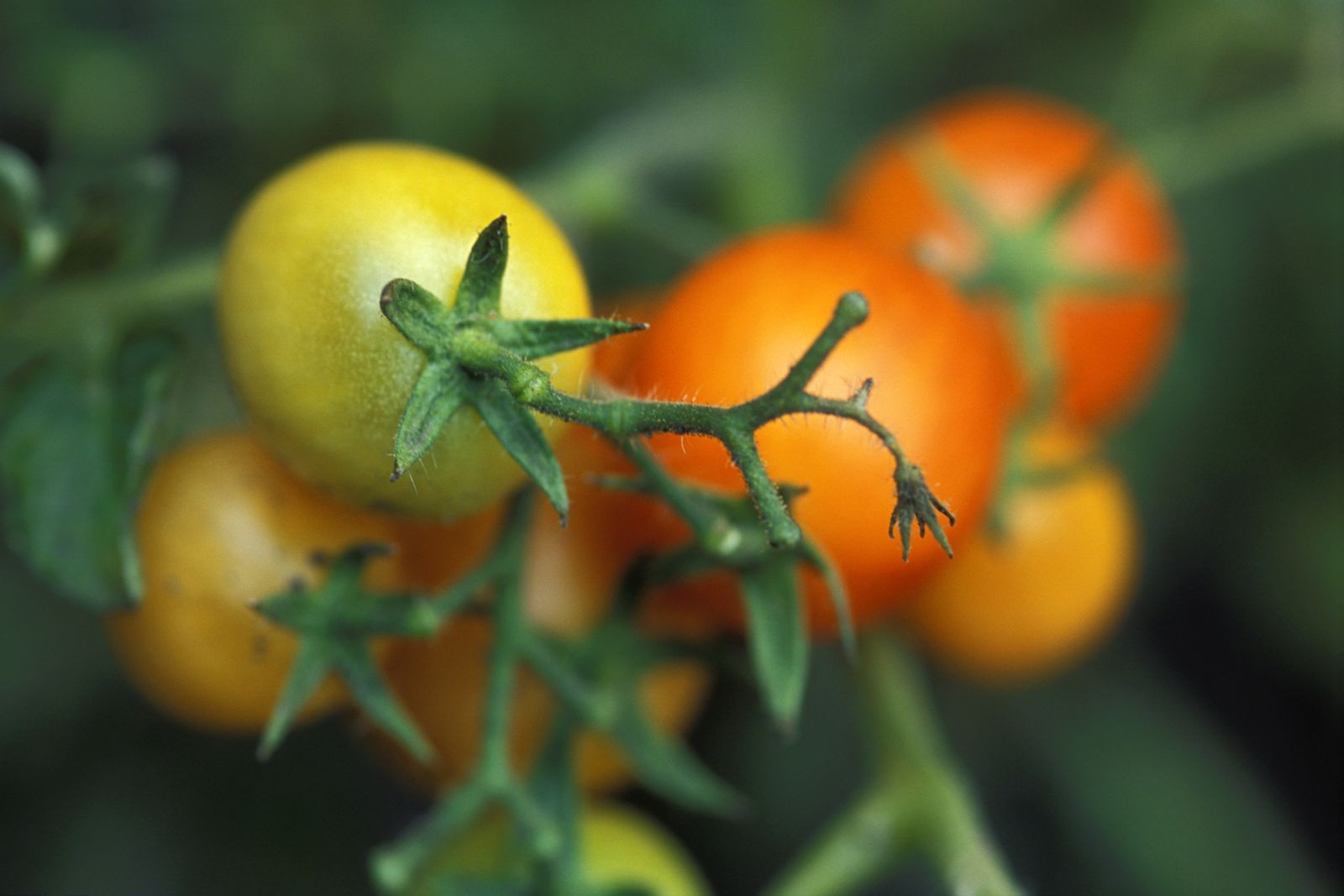 Cultivar tomates en bolsas
