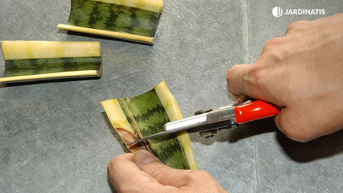 Plantar y reproducir sansevieria o lengua de tigre   cortar