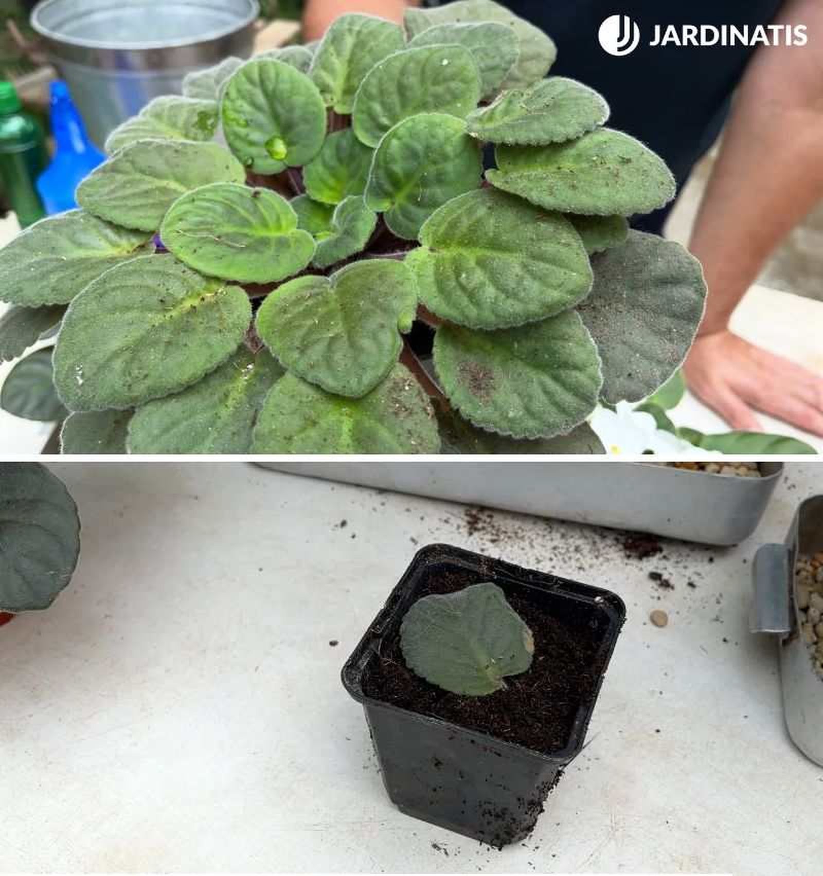 Esqueje de hoja de una planta violeta africana