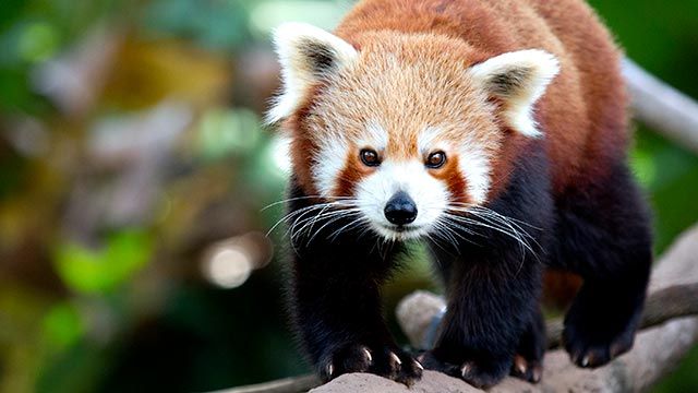 Panda rojo 02