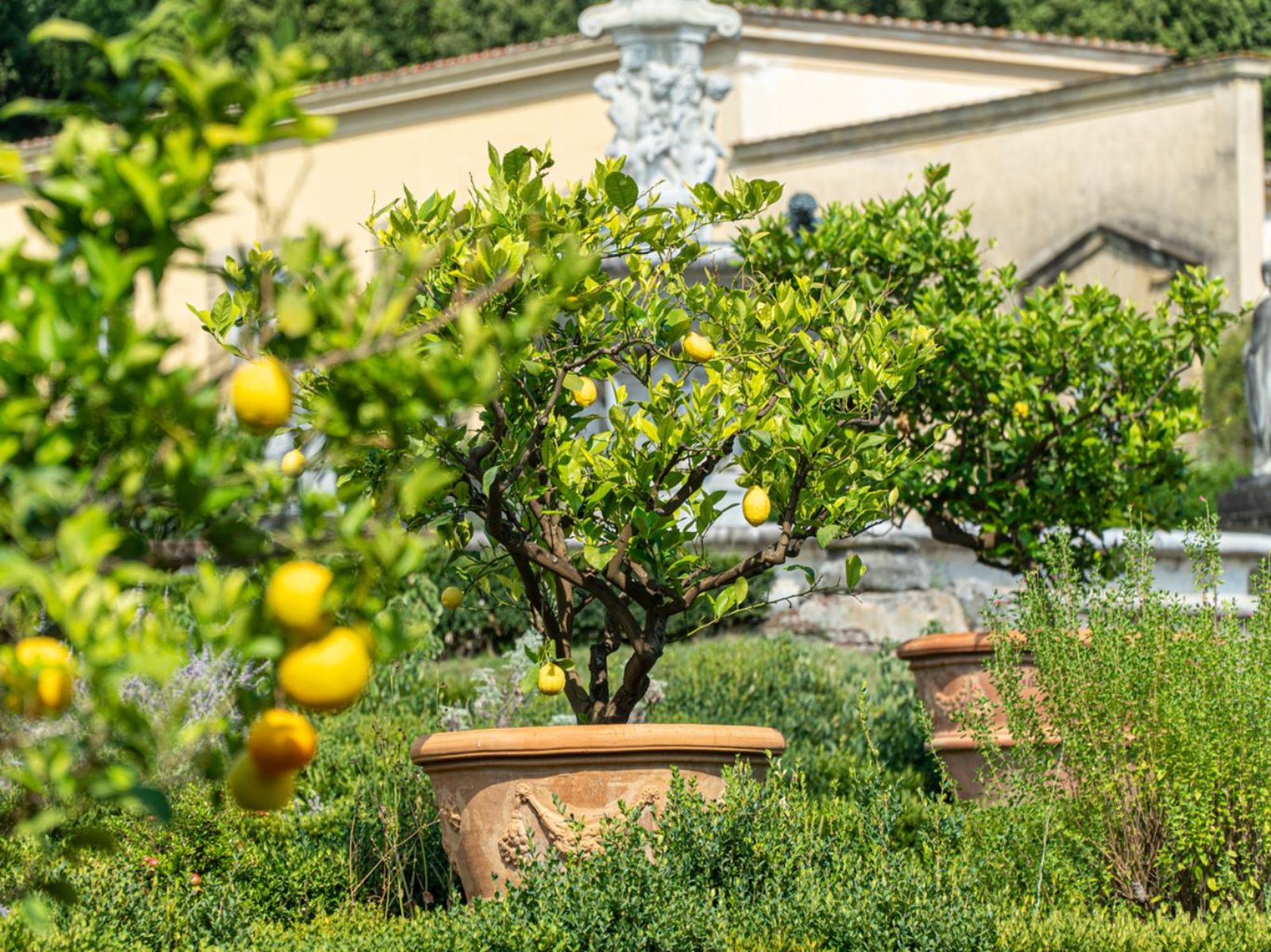 Limoneros en maceta.