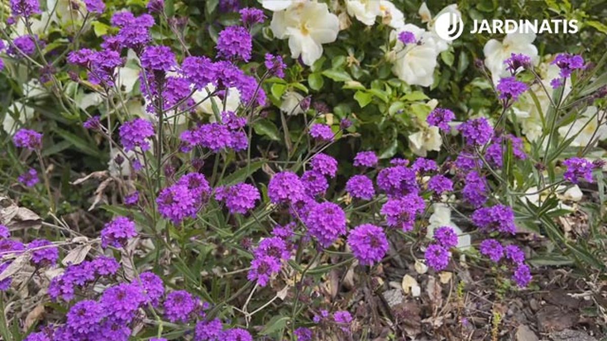 flores blancas y lilas para el jardin verbena rigida