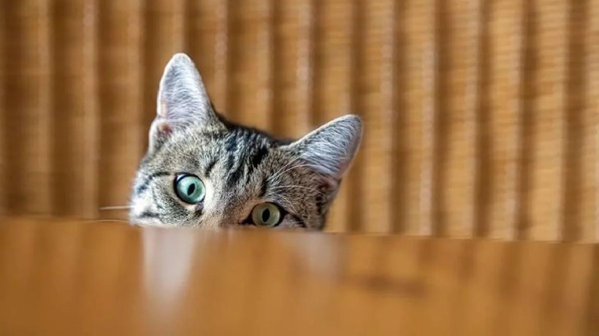 por que mi gato me sigue a todos lados 5