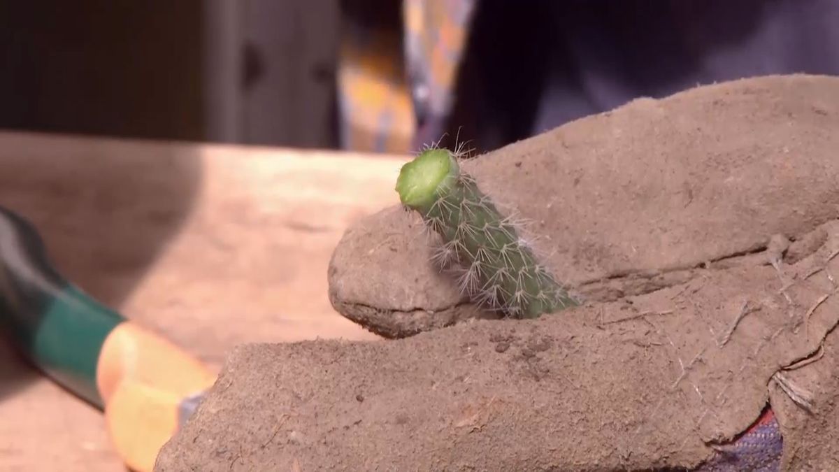 deco 692 cuidados aporocactus corte