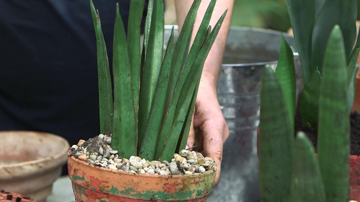 brico 1026 jardin trasplante sansevieria