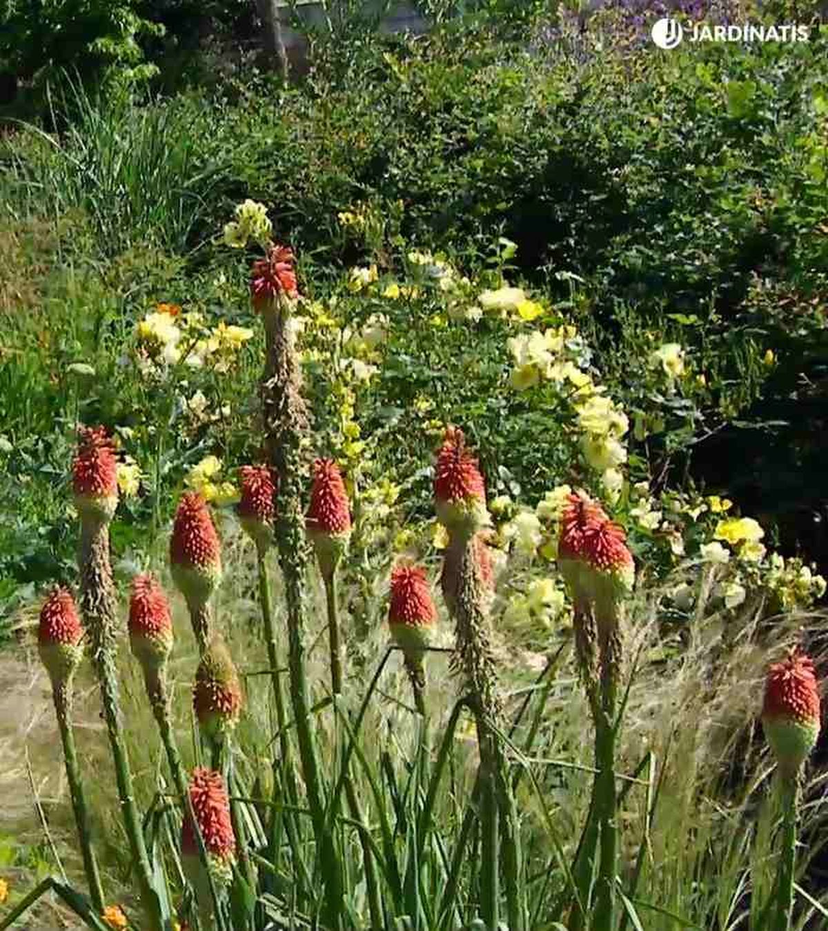 Tritoma o kniphofia en el jardín