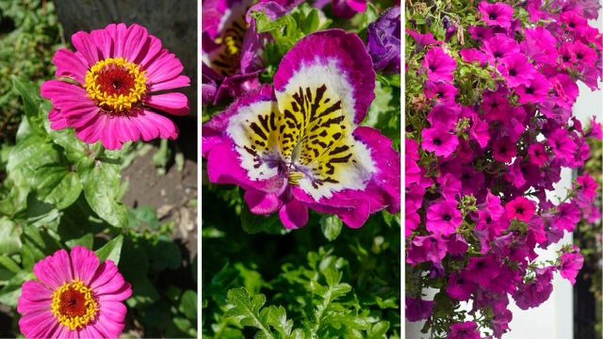 zinnia flor de mariposa petunias flores de primavera