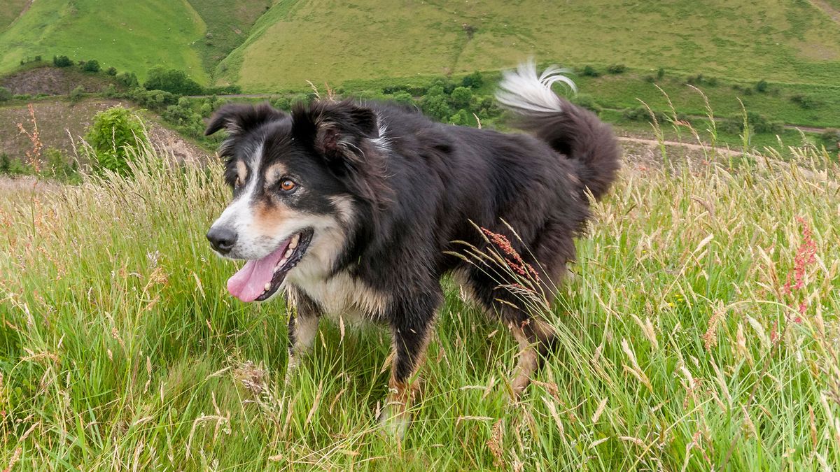 Razas perro origen gales pastor