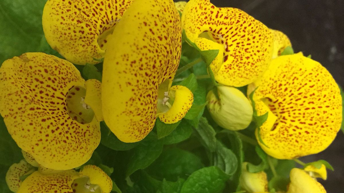 calceolaria zapatitos venus enfermedades