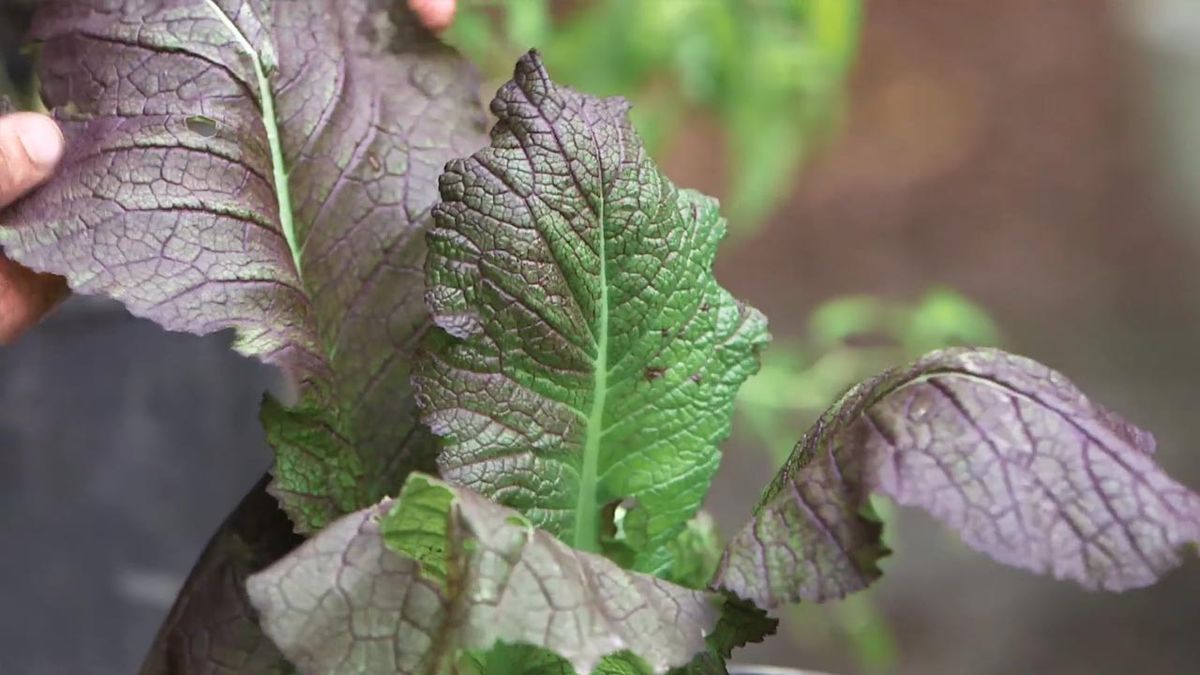 brico 1010 jardin mostaza china