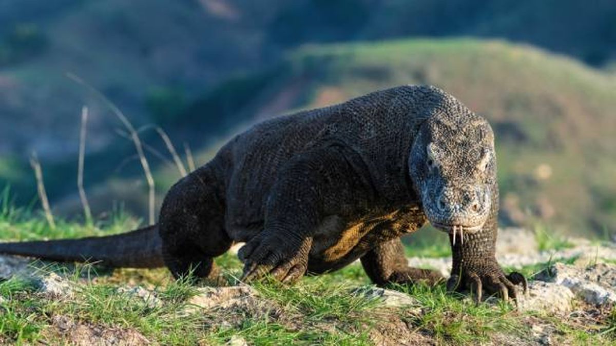 dragon de komodo lagarto mas grande del mundo donde vive