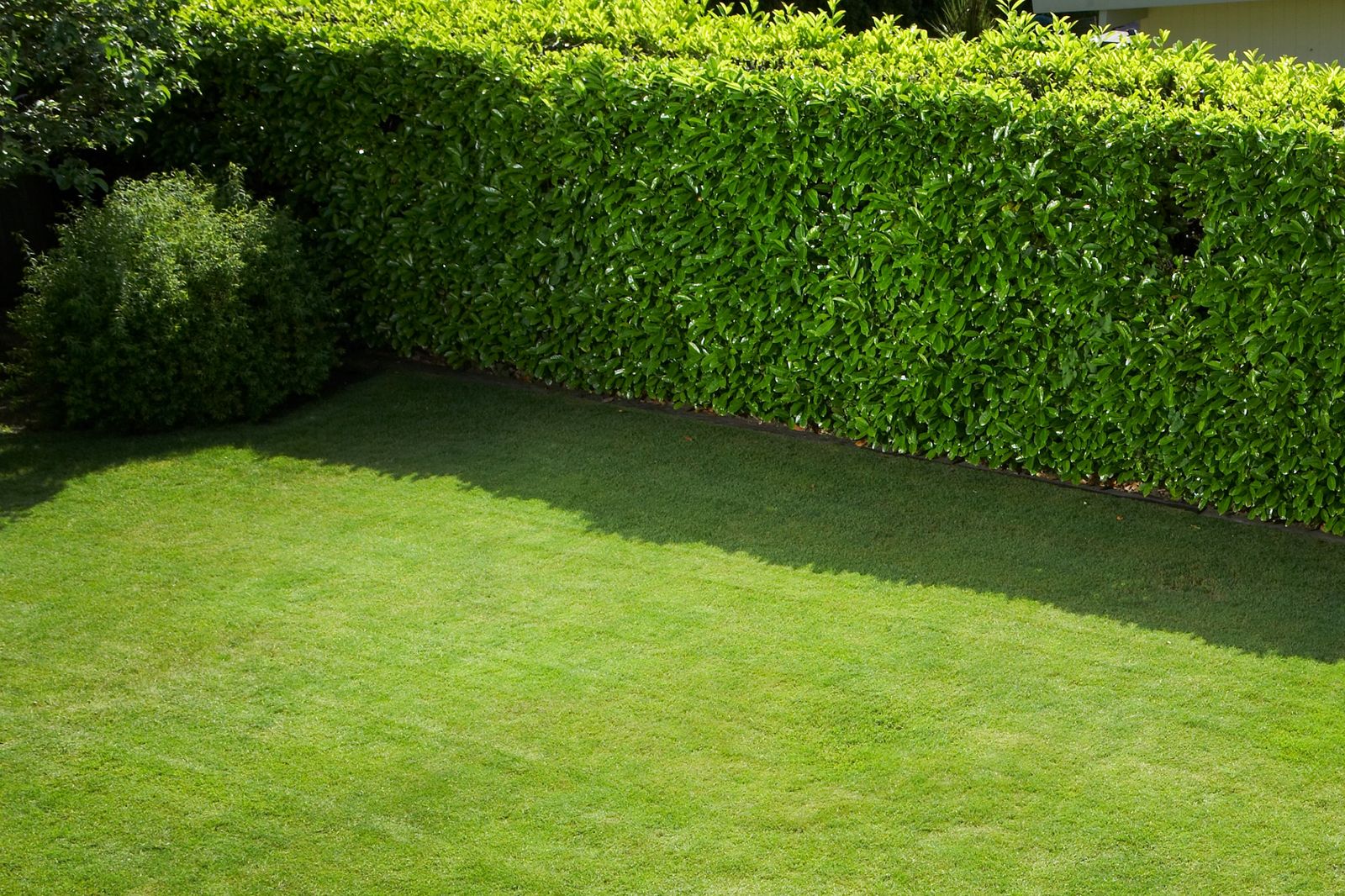 Setos para el jardín