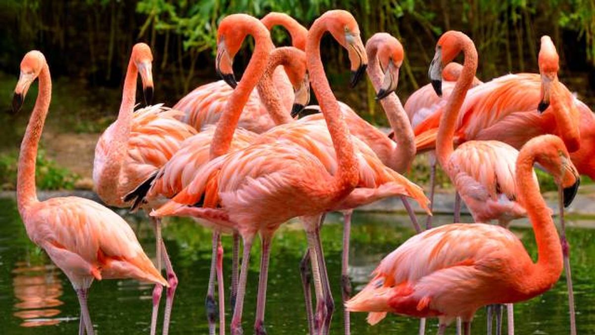 flamencos ave habitat donde viven