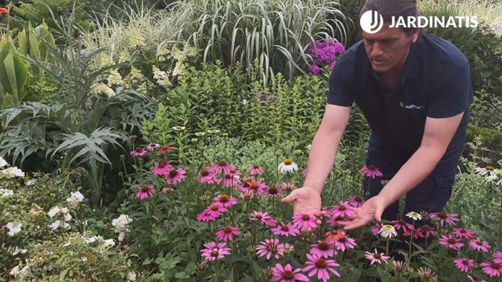 variedad echinacea purpurea jardinatis