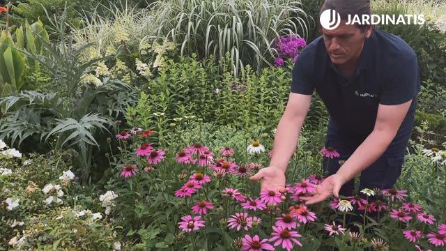 variedad echinacea purpurea jardinatis