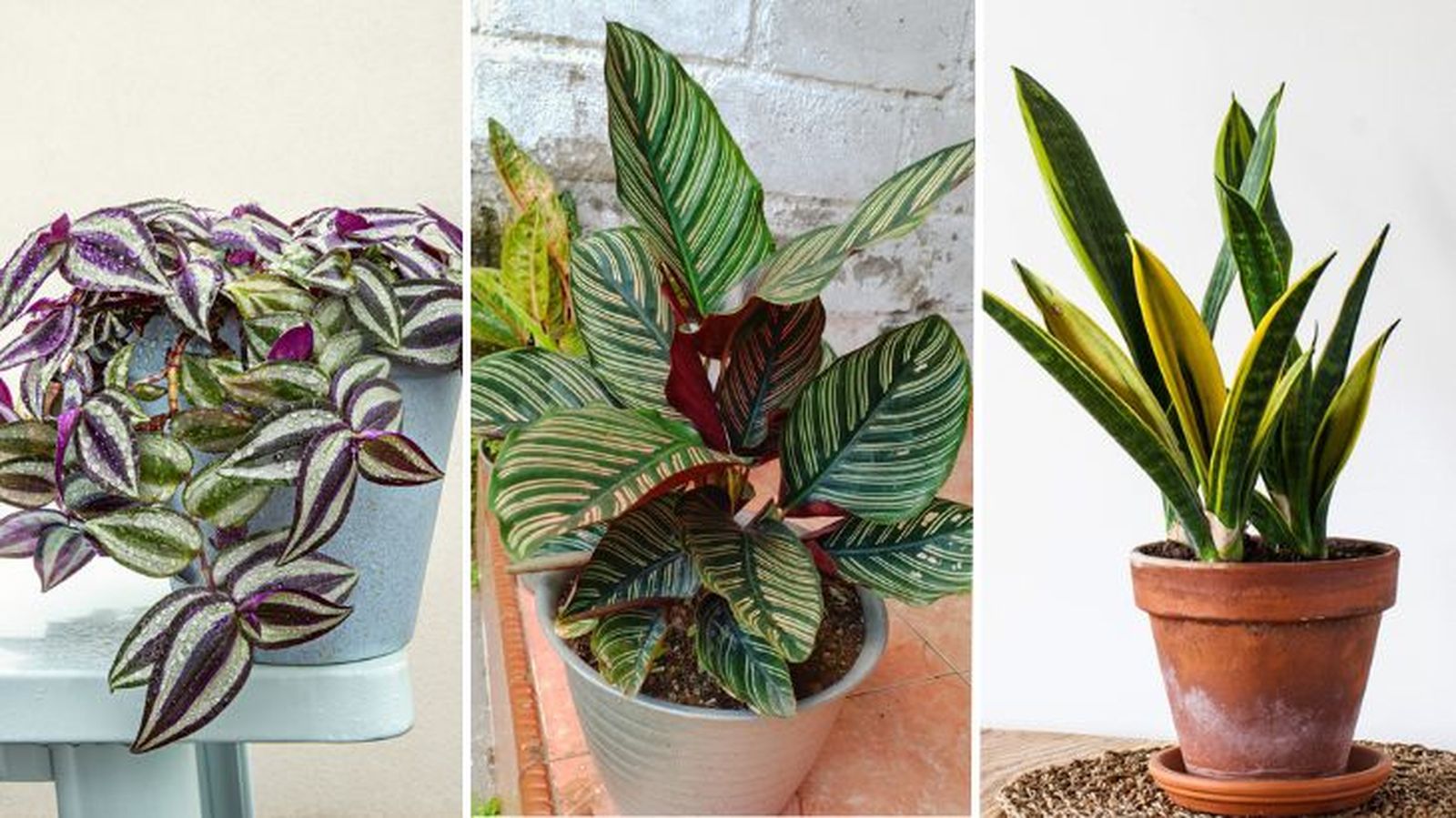 Tradescantia zebrina calathea ornata sanseveria trifasciata laurentii plantas variegadas