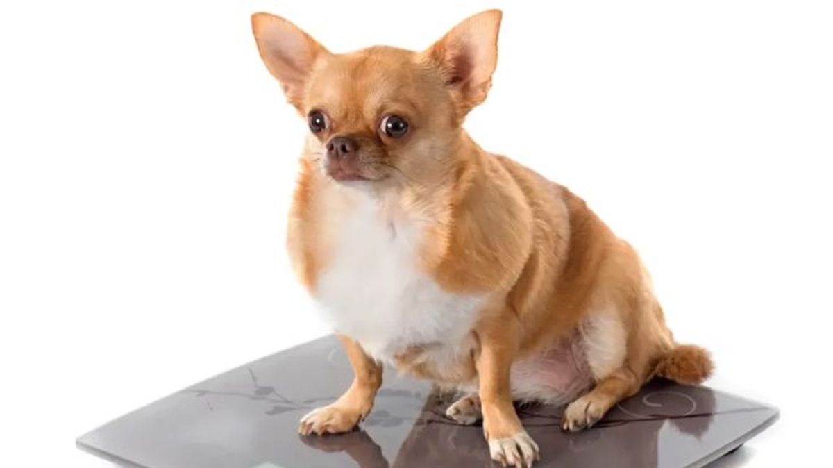 obesidad en perros 3
