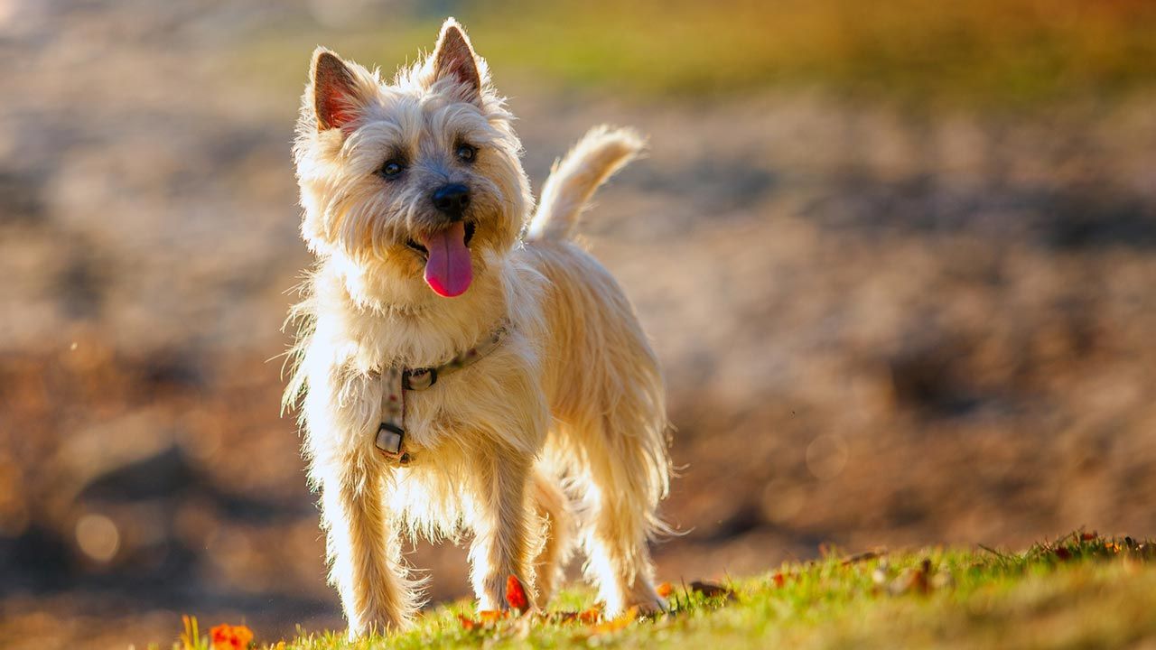 razas perros pequenos 13 carin terrier