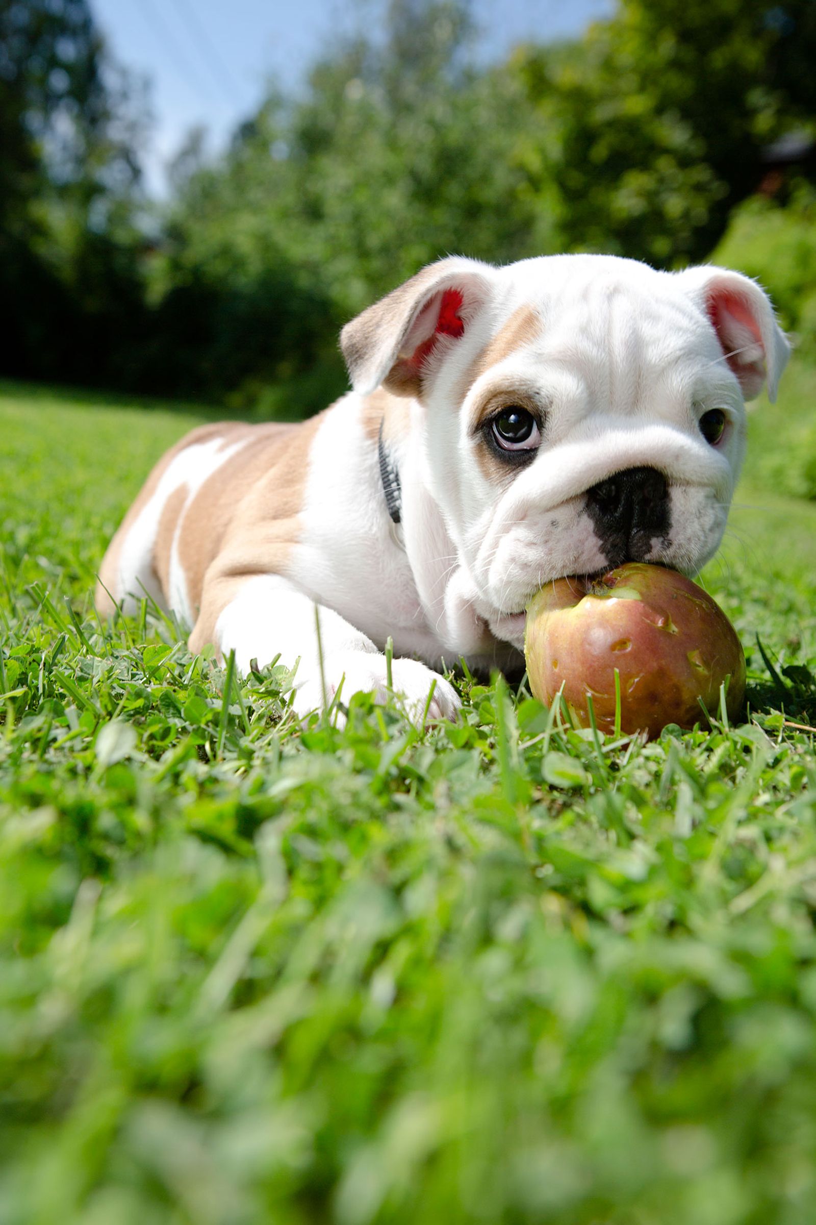 mascotas premios saludables fruta