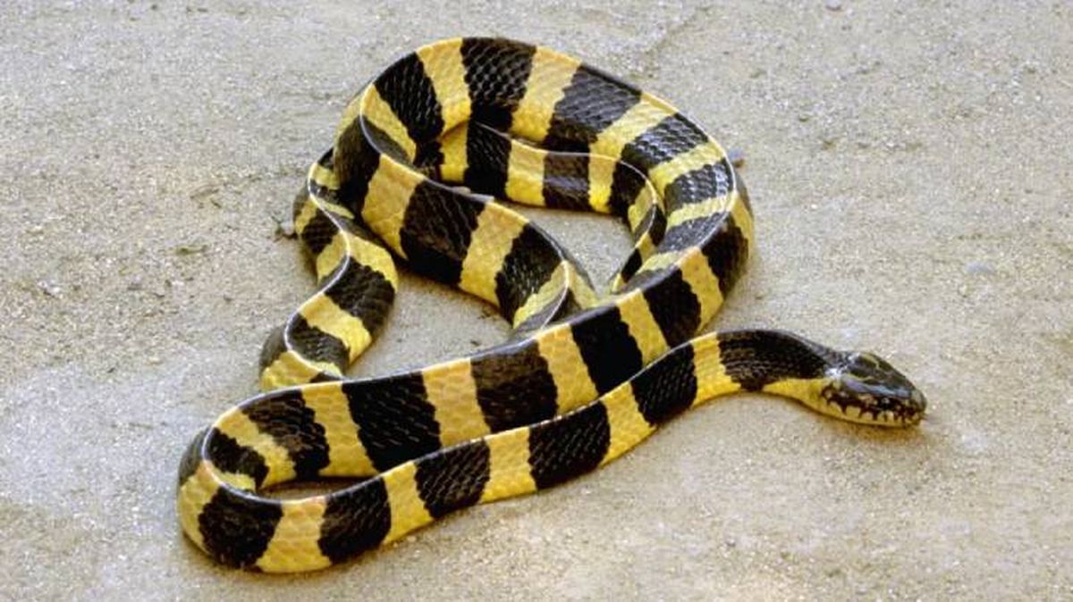 animales que empiezan por k krait (1)