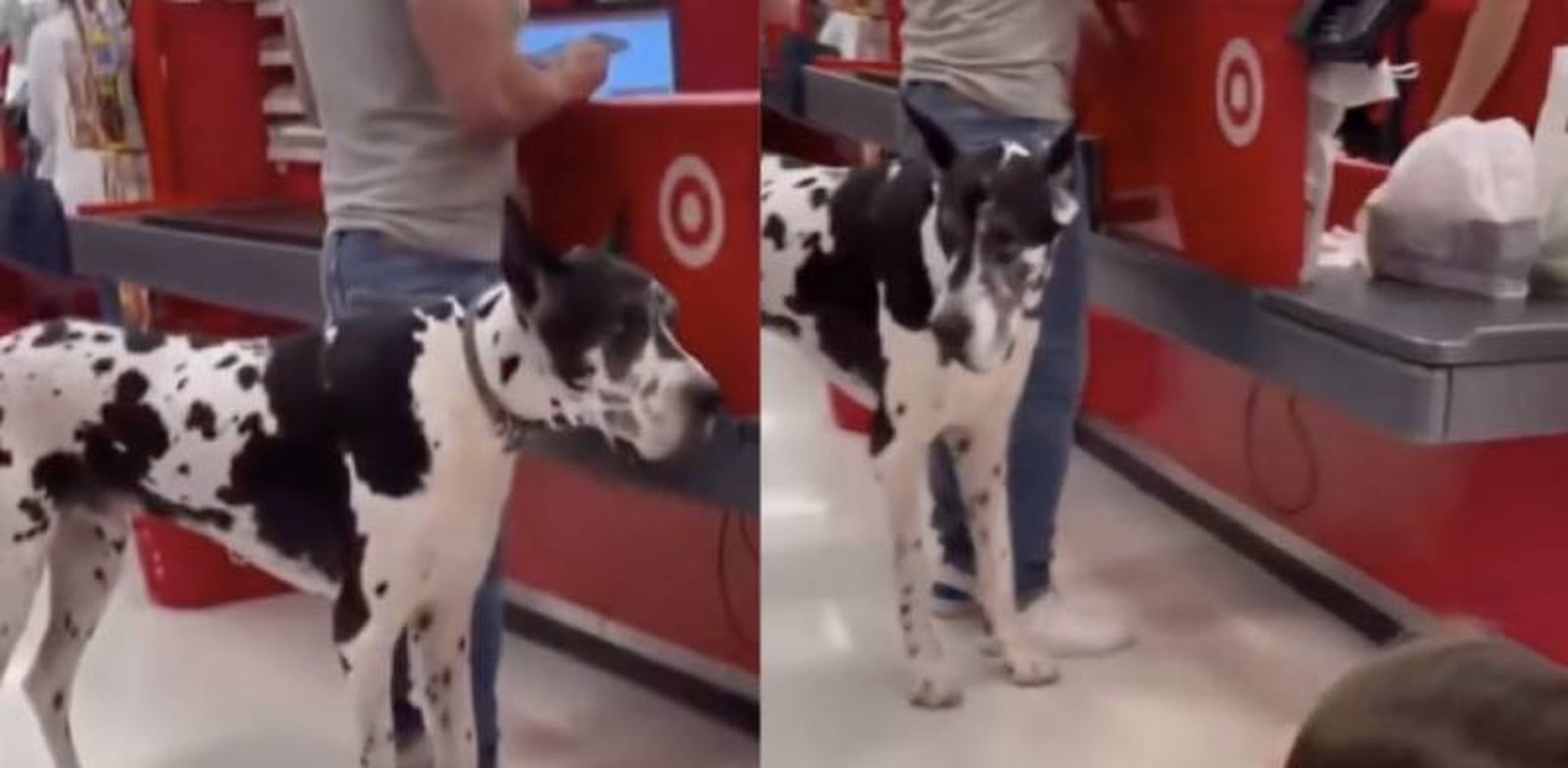 Para la niña el tamaño y colores del perro son como los de una vaca