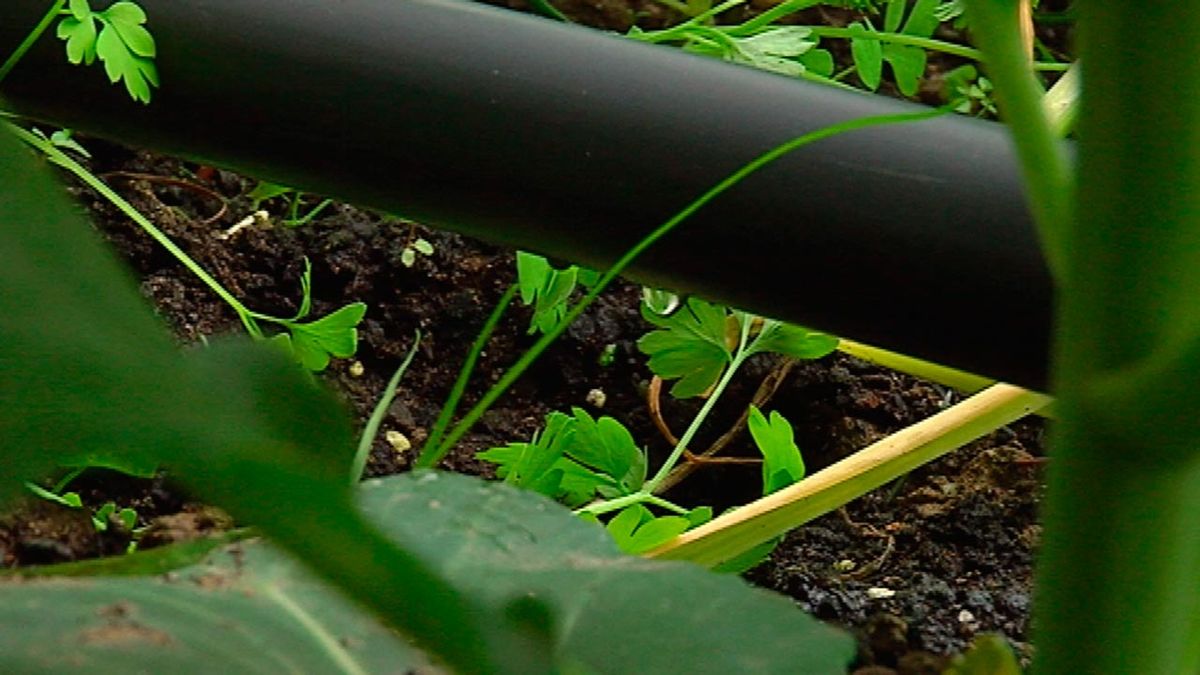 Cómo hacer un sistema de riego por goteo paso 12