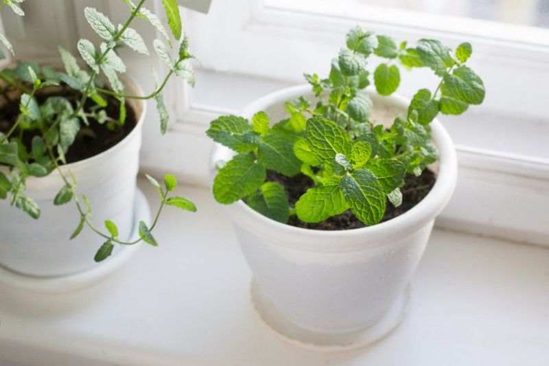 Planta menta.