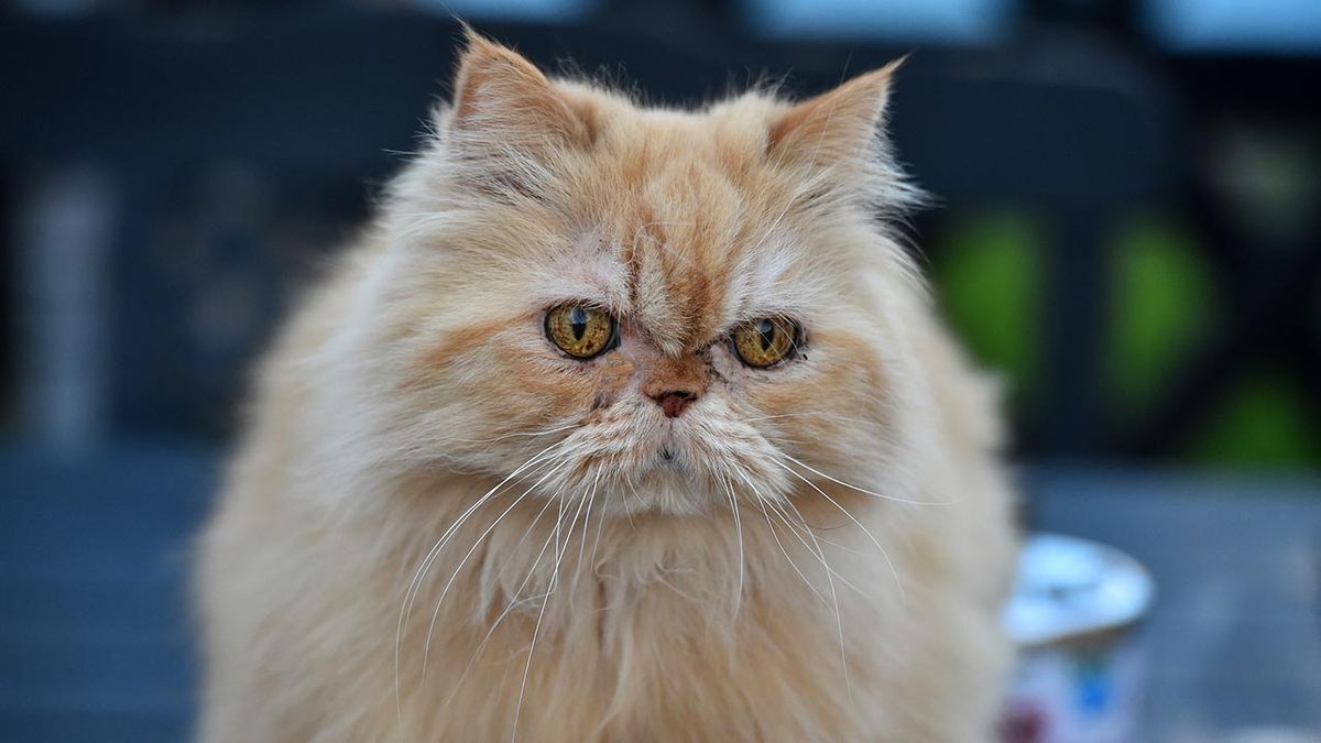 los gatos que mejor se adaptan a una casa con ninos maine coon persa