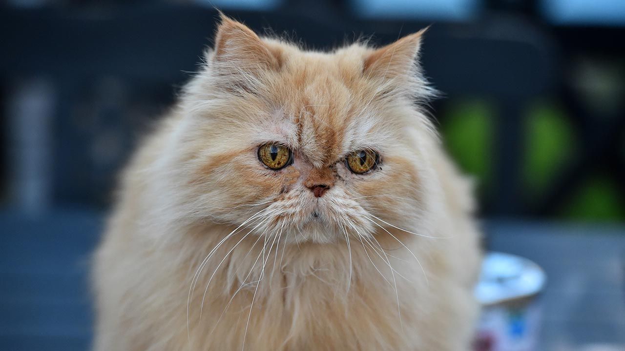 los gatos que mejor se adaptan a una casa con ninos maine coon persa
