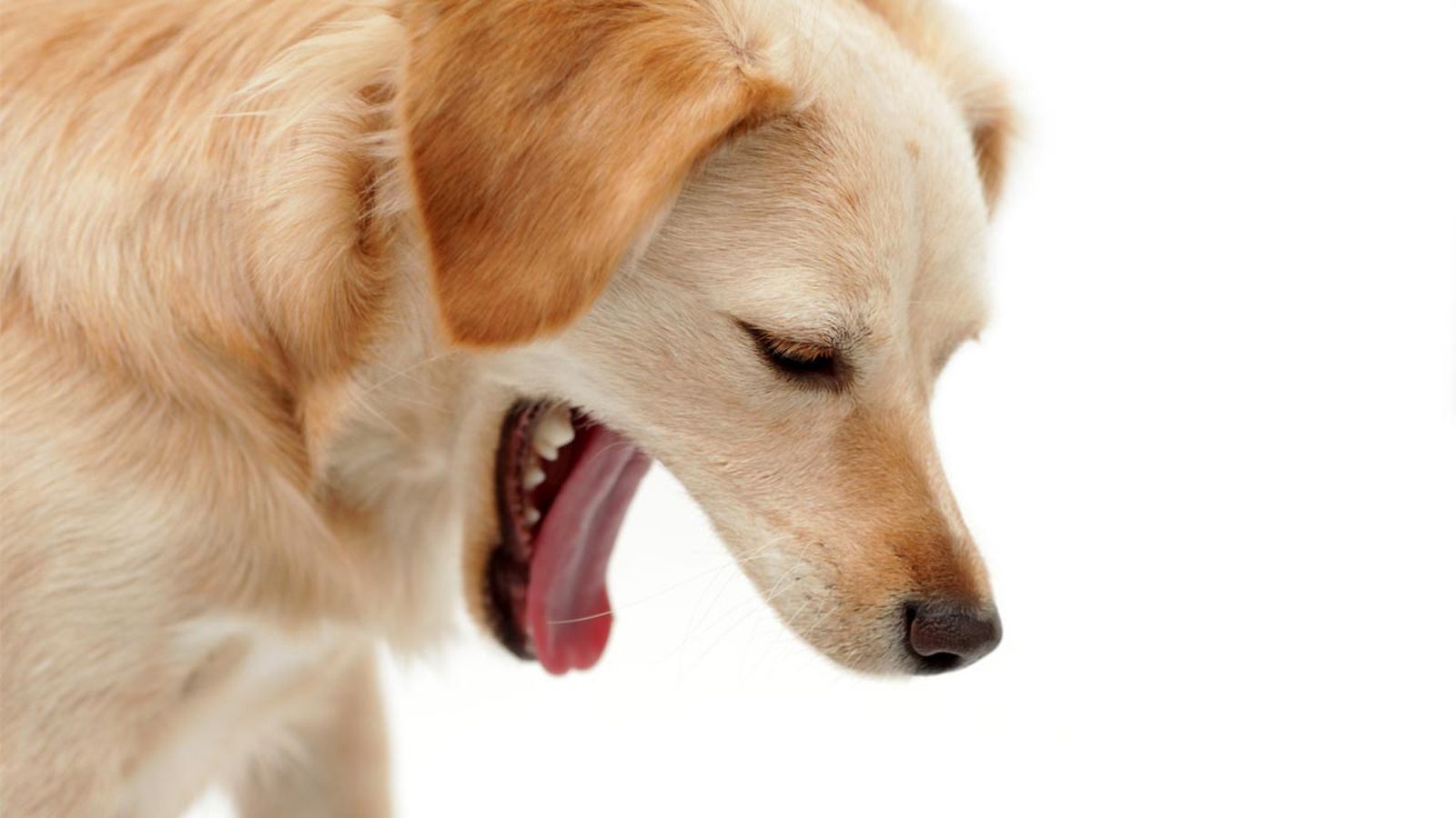 por que vomitan los perros