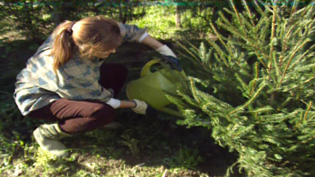 brico 017 replantar arbol de navidad jardin