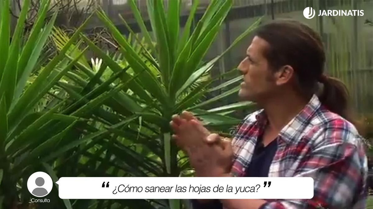 La yuca es una planta muy resistente y decorativa