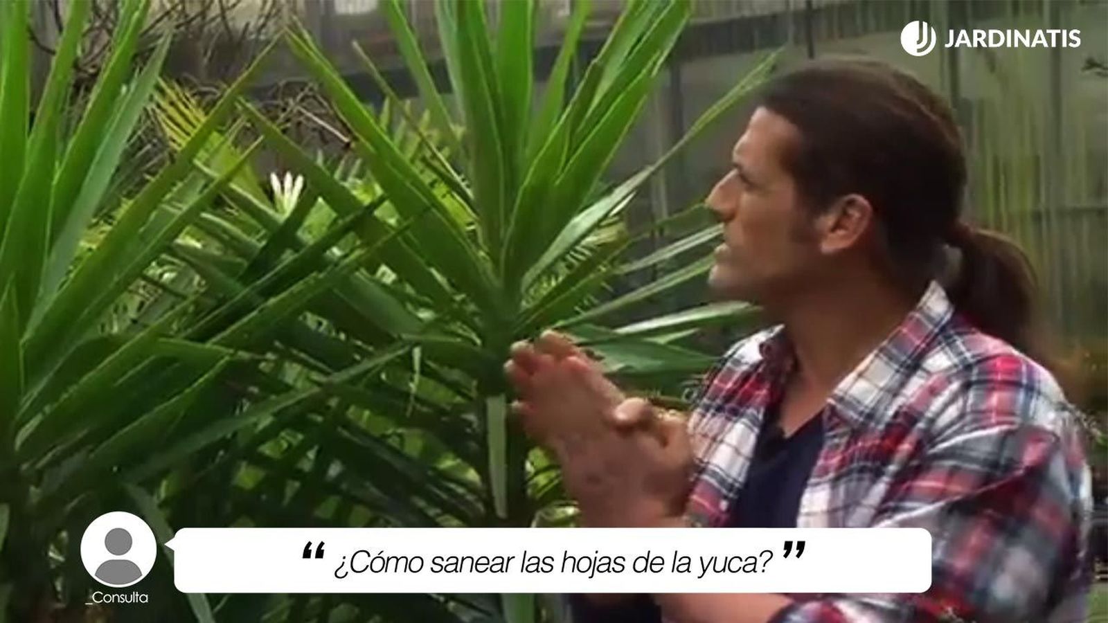 La yuca es una planta muy resistente y decorativa