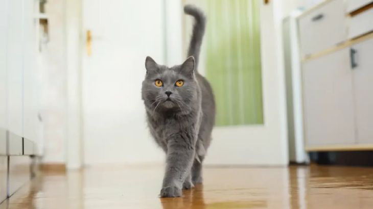 rascador casero para gatos 1