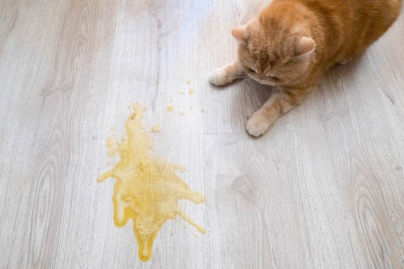 Mancha de vómito de gato en el suelo