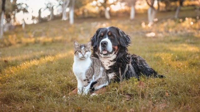 nombres para perros bonitos y originales 4