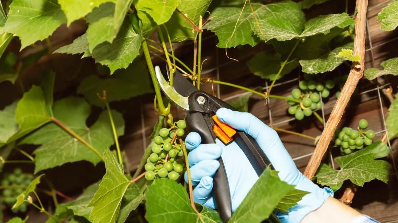 La poda de fructificación tiene como objetivo fomentar la aparición de frutos.