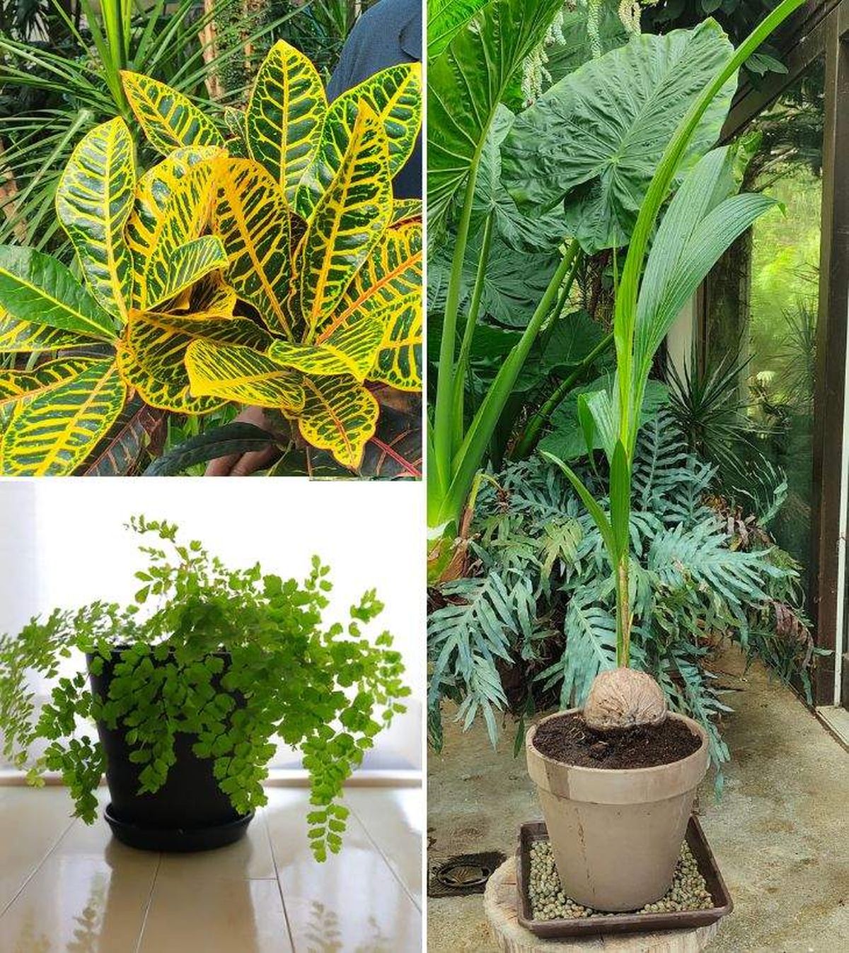 cocotero culantrillo croton plantas dificiles de cuidar