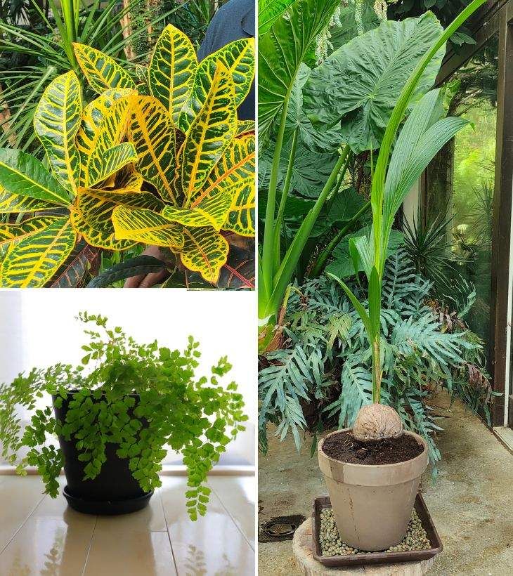 cocotero culantrillo croton plantas dificiles de cuidar