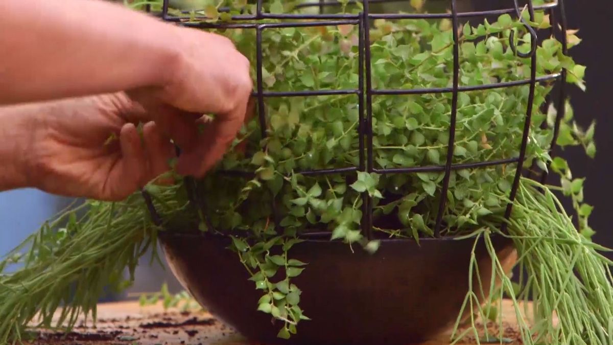 brico 932 3 cestos colgantes plantas poca tierra ramas