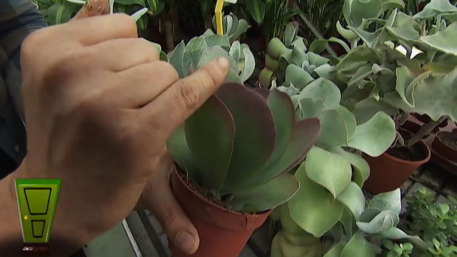 variedad Kalanchoe Thyrsiflora Red Lips deco jardin 373
