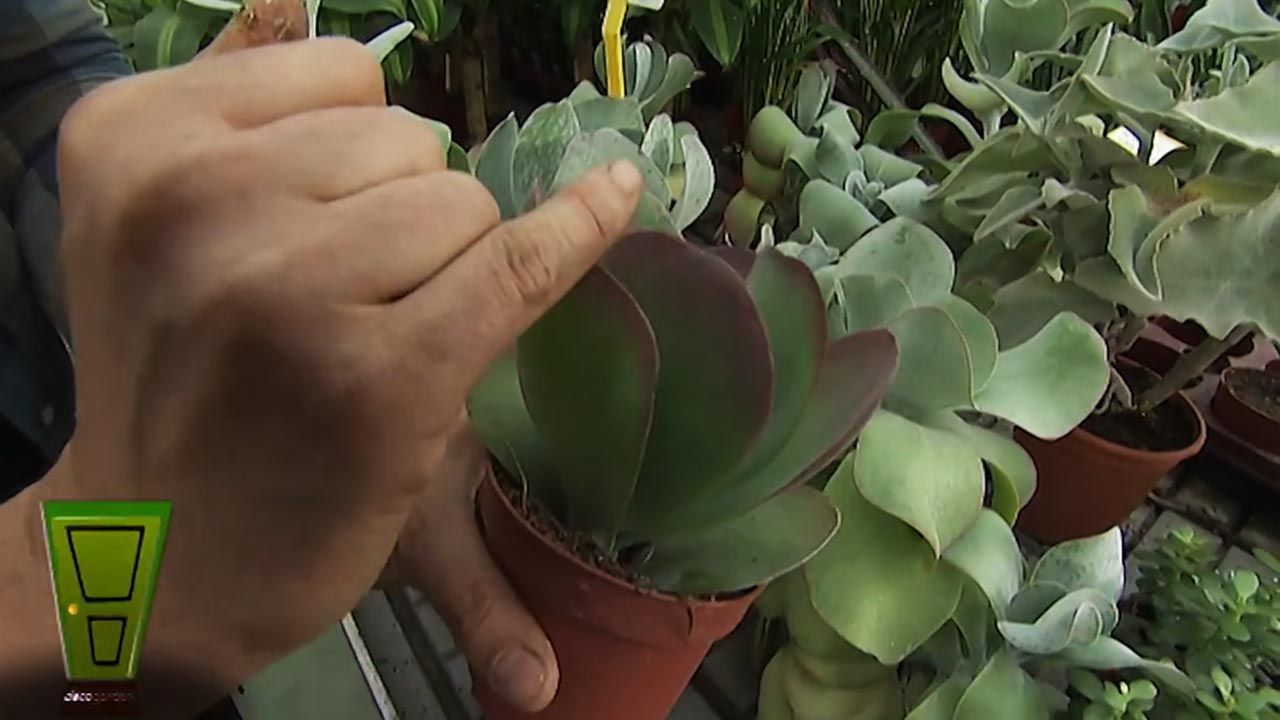 variedad Kalanchoe Thyrsiflora Red Lips deco jardin 373