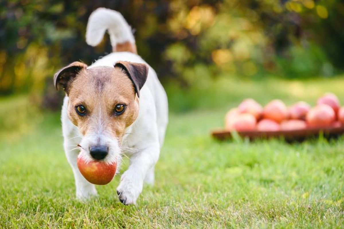 Recuerda que es importante introducir nuevas frutas en la dieta de tu perro de forma gradual.