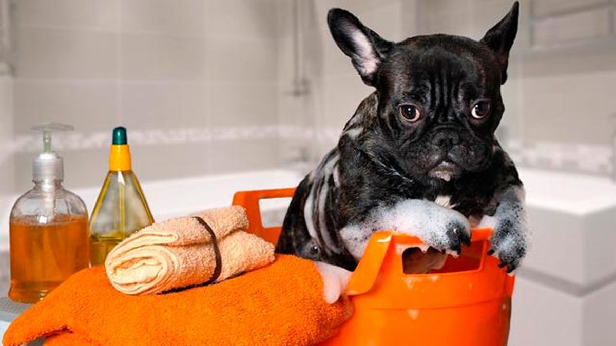 repelentes caseros contra pulgas garrapatas 5